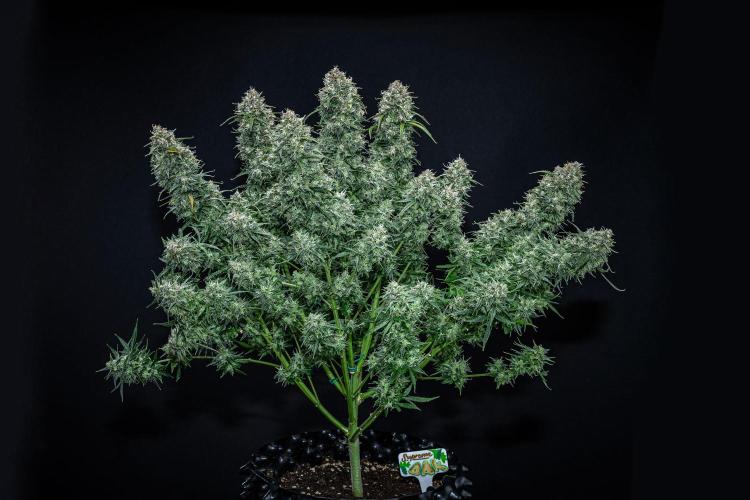 Sensi Supreme Oak Automatic Sensi Seeds. Week 13 - Day 92