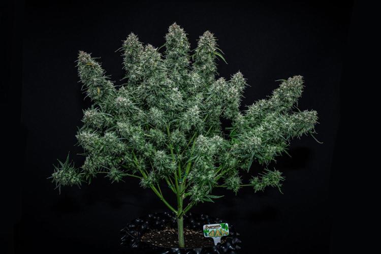 Sensi Supreme Oak Automatic Sensi Seeds. Week 13 - Day 92