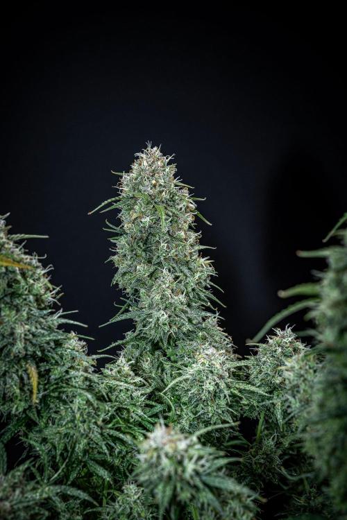 Sensi Supreme Oak Automatic Sensi Seeds. Week 13 - Day 92