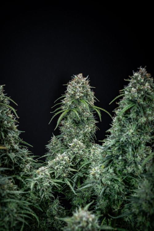 Sensi Supreme Oak Automatic Sensi Seeds. Week 13 - Day 92