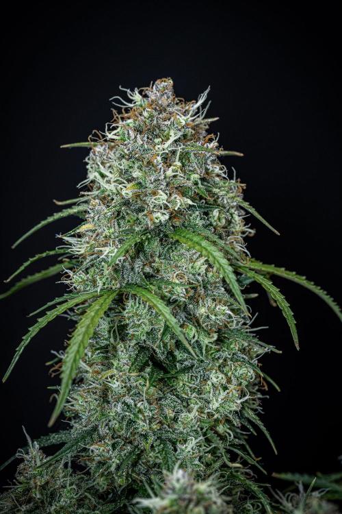 Sensi Supreme Oak Automatic Sensi Seeds. Week 13 - Day 92