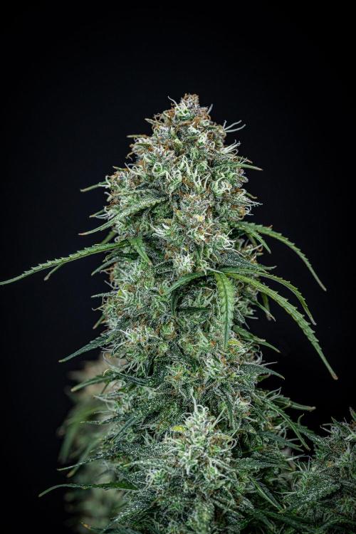 Sensi Supreme Oak Automatic Sensi Seeds. Week 13 - Day 92