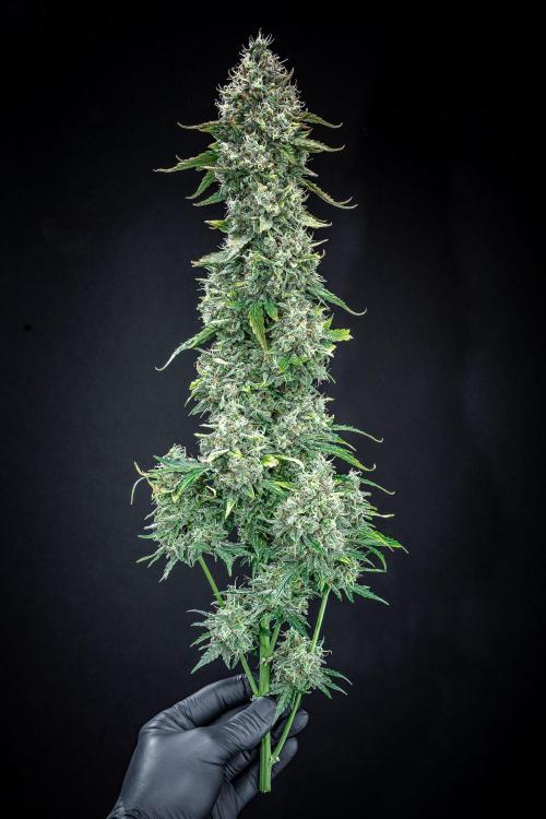 Ghost Train Haze Autoflower Zamnesia. Week 16 - Day 103