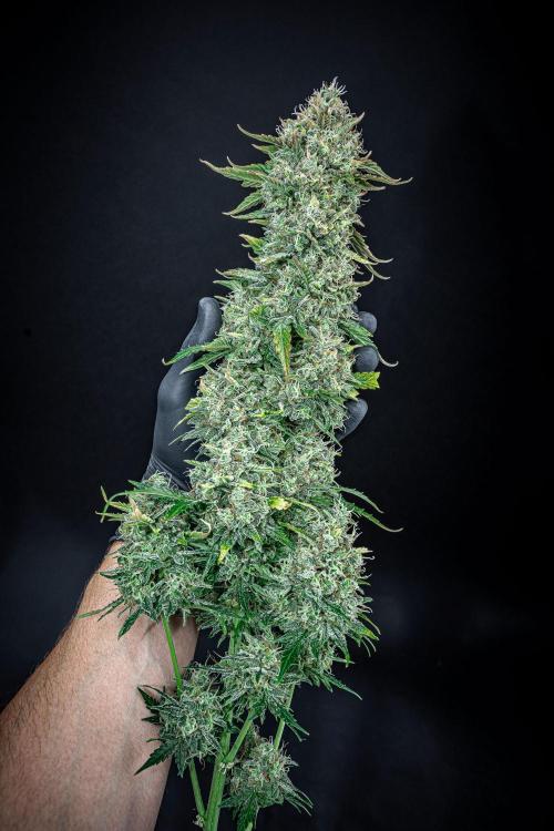 Ghost Train Haze Autoflower Zamnesia. Week 16 - Day 103