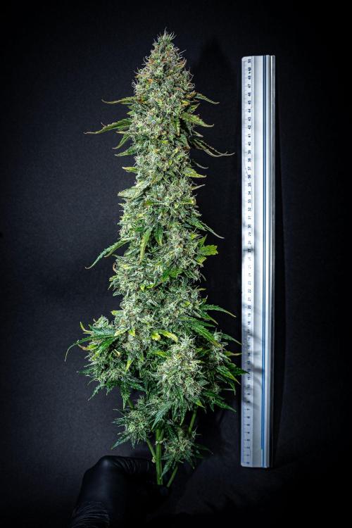 Ghost Train Haze Autoflower Zamnesia. Week 16 - Day 103 – what a main bud 