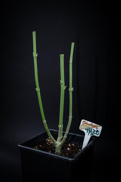 Ghost Train Haze Autoflower Zamnesia. Week 16 - Day 103 – that's it