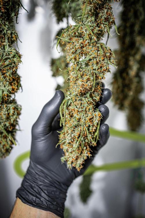 Ghost Train Haze Autoflower Zamnesia. Week 16 - Day 115