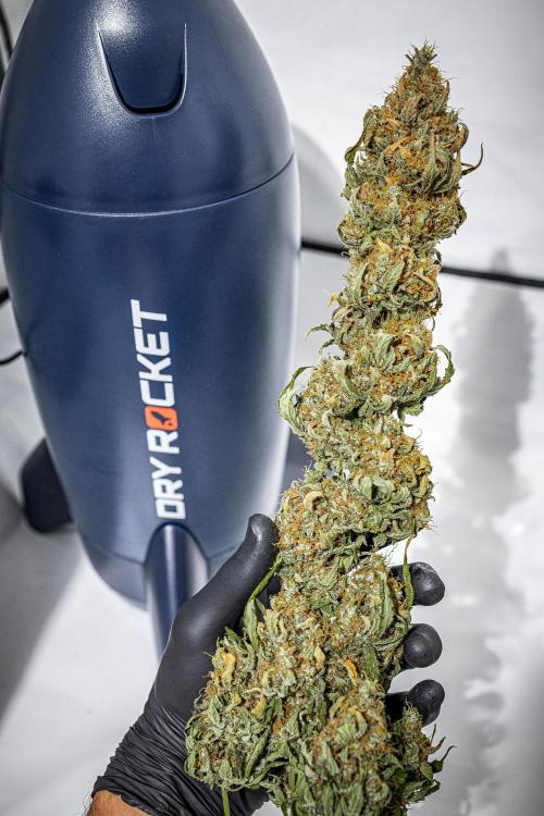 Ghost Train Haze Autoflower Zamnesia. Week 16 - Day 115