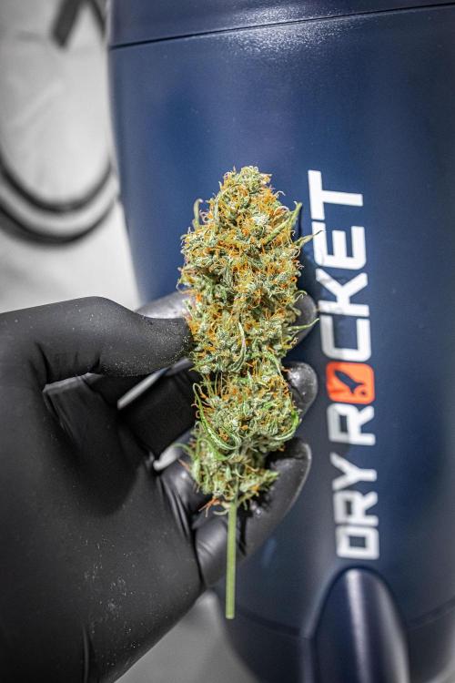 Ghost Train Haze Autoflower Zamnesia. Week 16 - Day 115