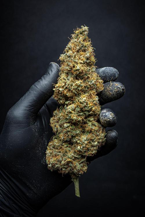 Ghost Train Haze Autoflower Zamnesia. Week 16 - Day 122 – some sticky fingers while trimming