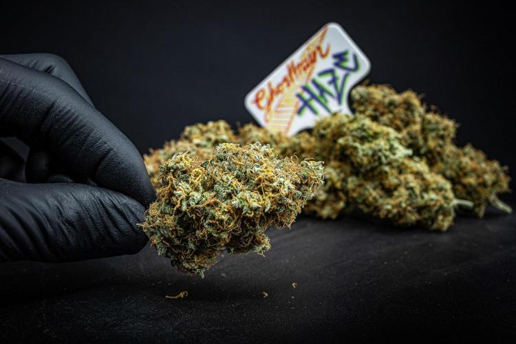 Ghost Train Haze Autoflower Zamnesia. Week 16 - Day 136