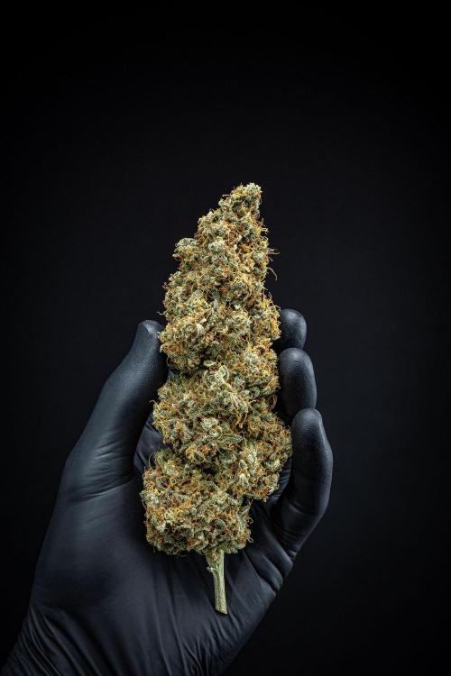 Ghost Train Haze Autoflower Zamnesia. Week 16 - Day 136