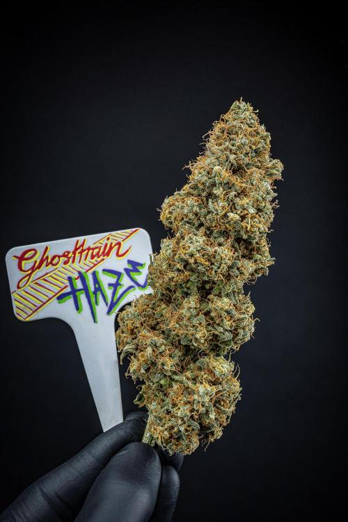 Ghost Train Haze Autoflower Zamnesia. Week 16 - Day 136