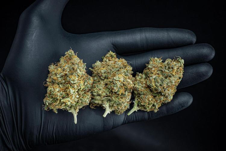 Ghost Train Haze Autoflower Zamnesia. Week 16 - Day 136