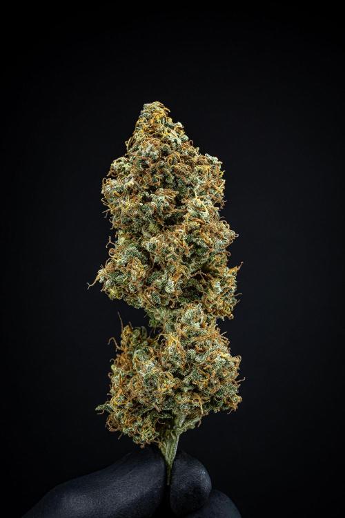 Ghost Train Haze Autoflower Zamnesia. Week 16 - Day 136