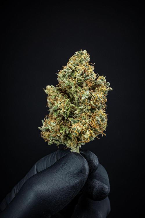 Ghost Train Haze Autoflower Zamnesia. Week 16 - Day 136