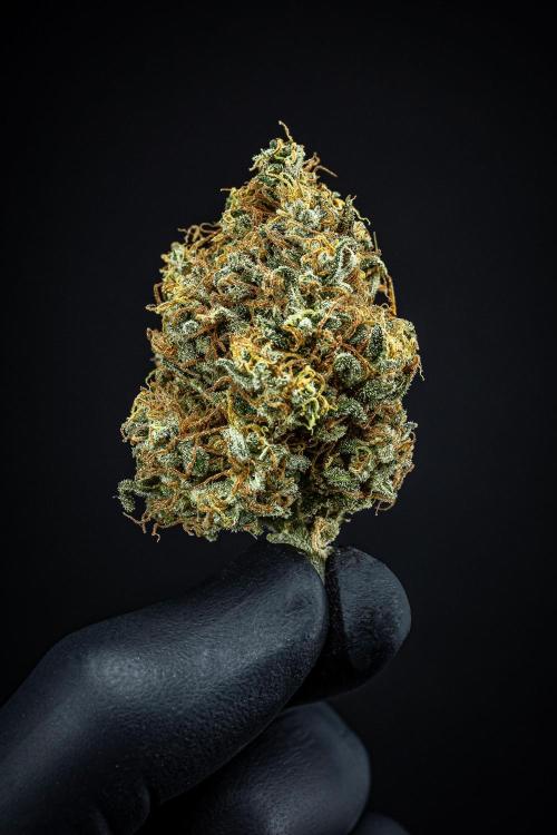 Ghost Train Haze Autoflower Zamnesia. Week 16 - Day 136