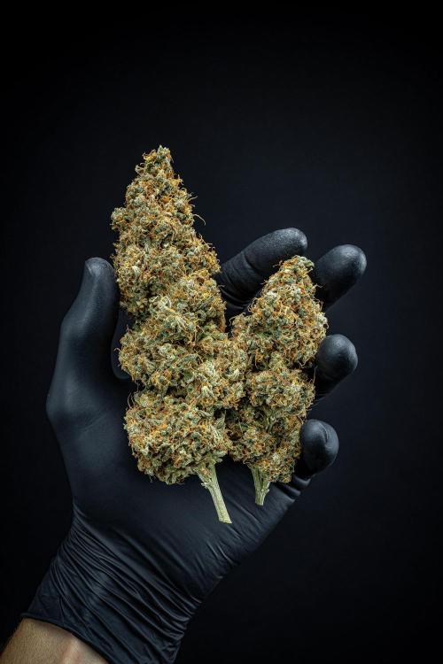 Ghost Train Haze Autoflower Zamnesia. Week 16 - Day 136