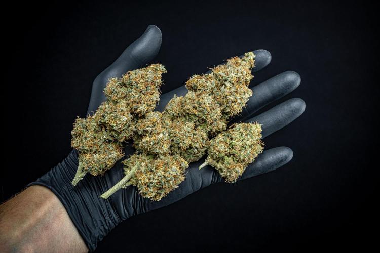 Ghost Train Haze Autoflower Zamnesia. Week 16 - Day 136