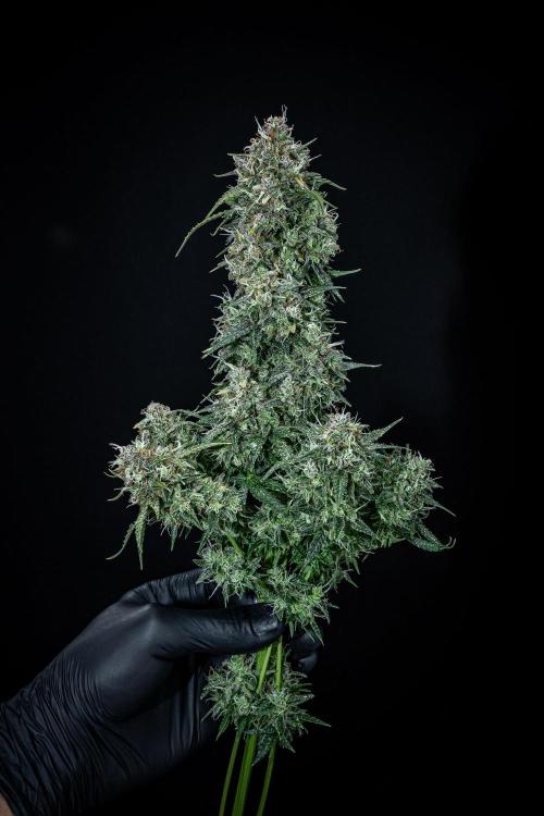 Sensi Supreme Oak Automatic Sensi Seeds. Week 14 - Day 92