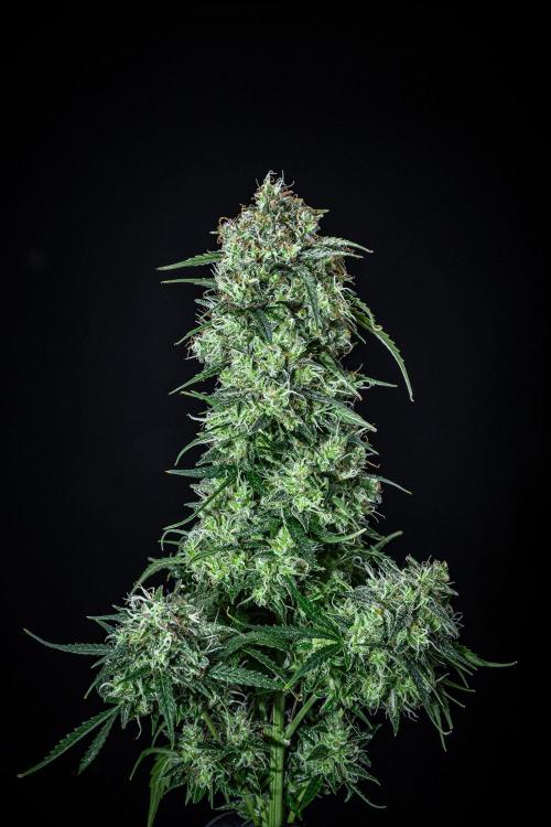 Sensi Supreme Oak Automatic Sensi Seeds. Week 14 - Day 92