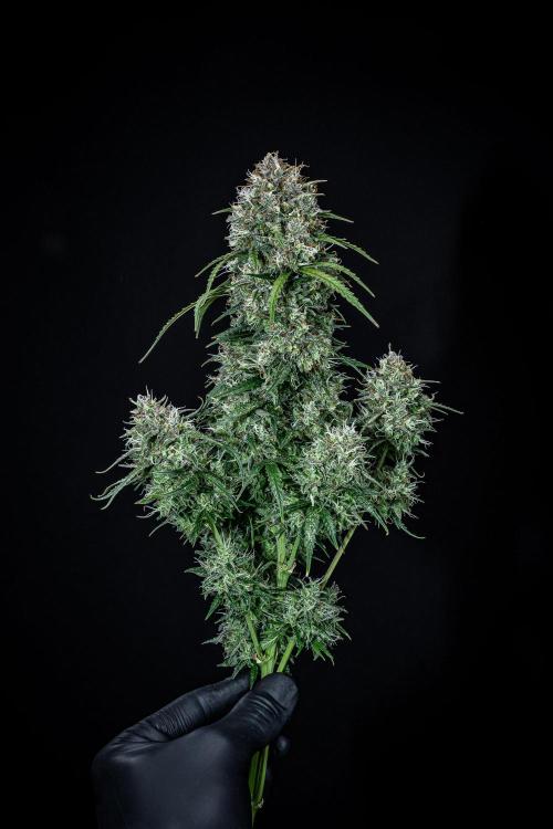 Sensi Supreme Oak Automatic Sensi Seeds. Week 14 - Day 92