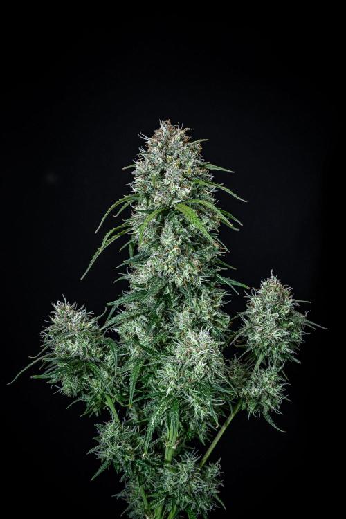 Sensi Supreme Oak Automatic Sensi Seeds. Week 14 - Day 92