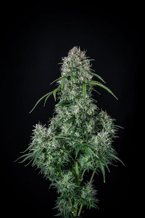 Sensi Supreme Oak Automatic Sensi Seeds. Week 14 - Day 92