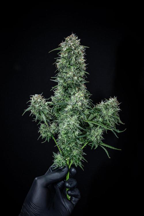 Sensi Supreme Oak Automatic Sensi Seeds. Week 14 - Day 92