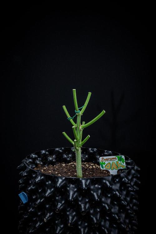 Sensi Supreme Oak Automatic Sensi Seeds. Week 14 - Day 92 – that's it