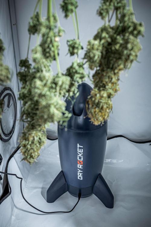 Sensi Supreme Oak Automatic Sensi Seeds. Week 14 - Day 103