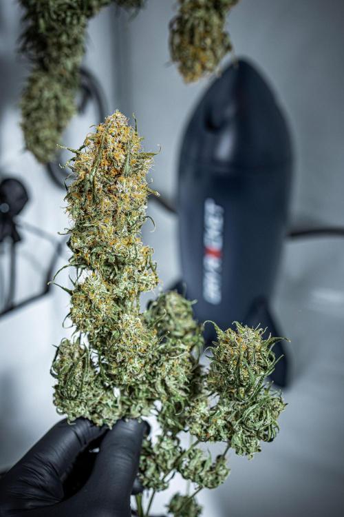 Sensi Supreme Oak Automatic Sensi Seeds. Week 14 - Day 103