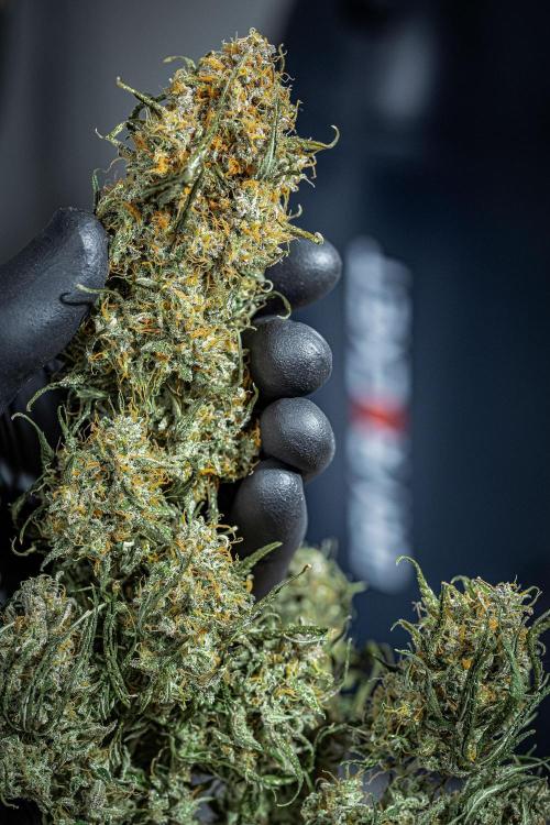 Sensi Supreme Oak Automatic Sensi Seeds. Week 14 - Day 103