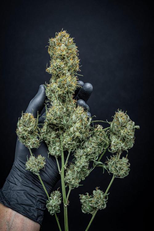 Sensi Supreme Oak Automatic Sensi Seeds. Week 14 - Day 103