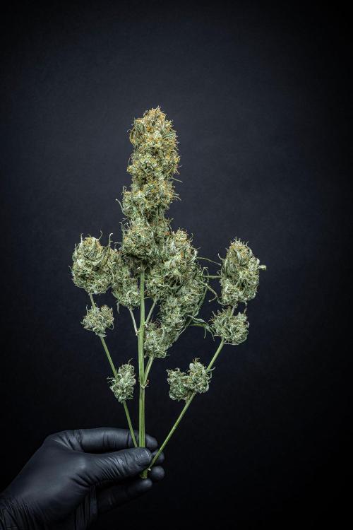 Sensi Supreme Oak Automatic Sensi Seeds. Week 14 - Day 103