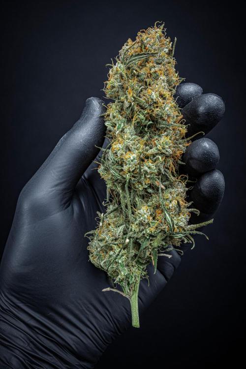 Sensi Supreme Oak Automatic Sensi Seeds. Week 14 - Day 103