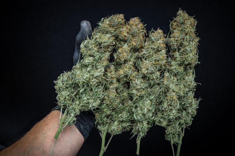 Sensi Supreme Oak Automatic Sensi Seeds. Week 14 - Day 103