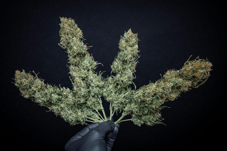 Sensi Supreme Oak Automatic Sensi Seeds. Week 14 - Day 103