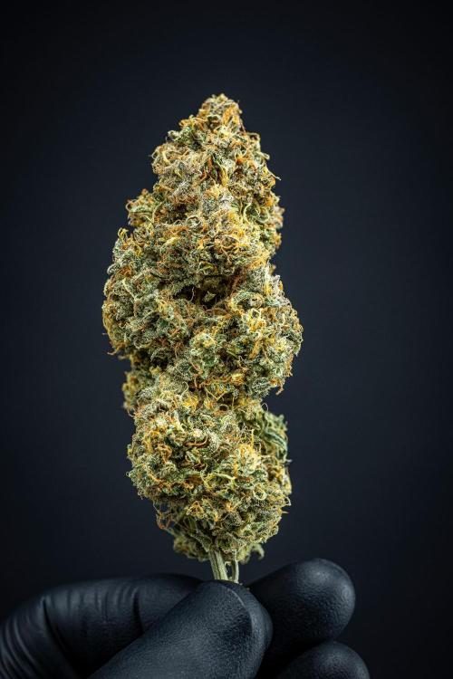 Sensi Supreme Oak Automatic Sensi Seeds. Week 14 - Day 136