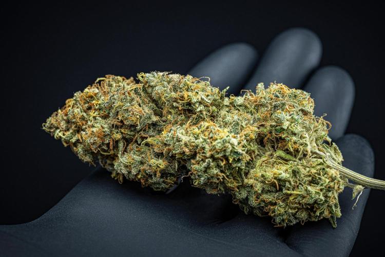 Sensi Supreme Oak Automatic Sensi Seeds. Week 14 - Day 136