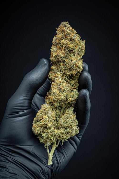 Sensi Supreme Oak Automatic Sensi Seeds. Week 14 - Day 136