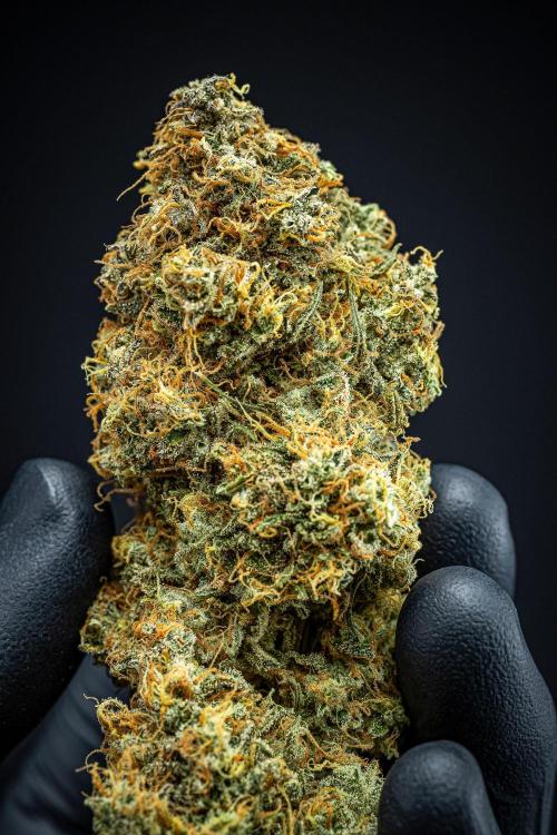 Sensi Supreme Oak Automatic Sensi Seeds. Week 14 - Day 136