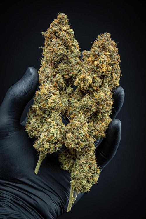 Sensi Supreme Oak Automatic Sensi Seeds. Week 14 - Day 136