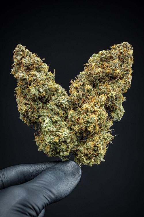 Sensi Supreme Oak Automatic Sensi Seeds. Week 14 - Day 136