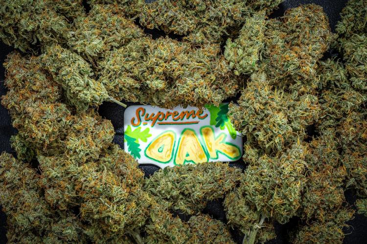 Sensi Supreme Oak Automatic Sensi Seeds. Week 14 - Day 136