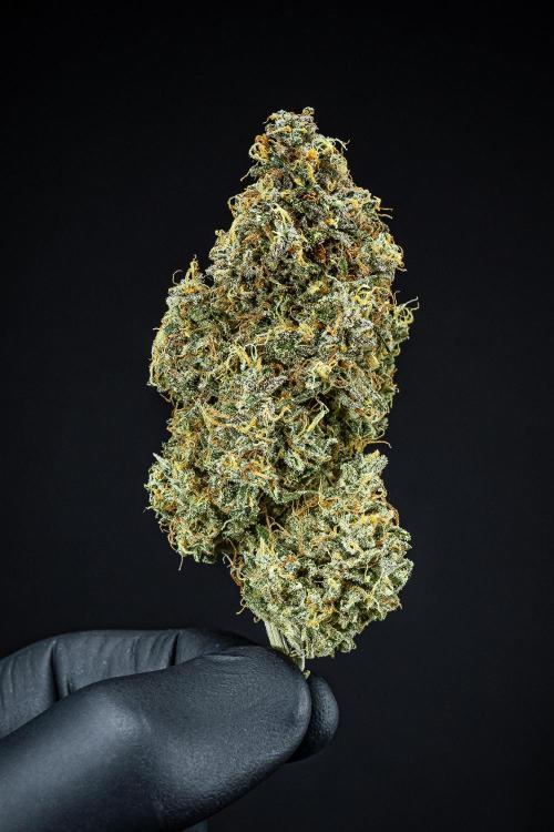 Sensi Supreme Oak Automatic Sensi Seeds. Week 14 - Day 136