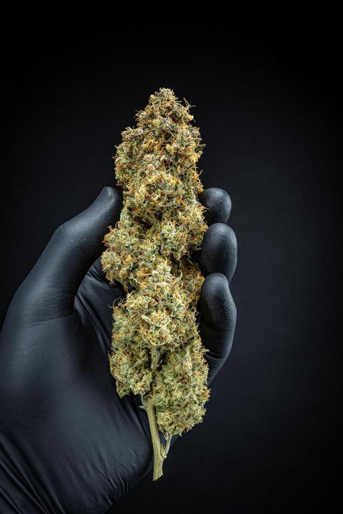 Sensi Supreme Oak Automatic Sensi Seeds. Week 14 - Day 136