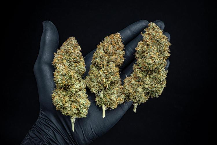 Sensi Supreme Oak Automatic Sensi Seeds. Week 14 - Day 136