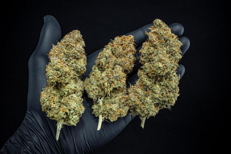 Sensi Supreme Oak Automatic Sensi Seeds. Week 14 - Day 136