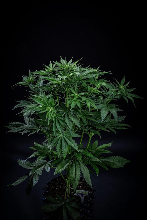 Lemon Cherry Cookies Auto Fast Buds. Week 6 - Day 42